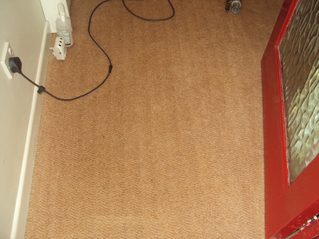 Carpet Knights video and picture gallery Carpet Knights carpet and